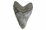 Serrated, Fossil Megalodon Tooth - North Carolina #378054-2
